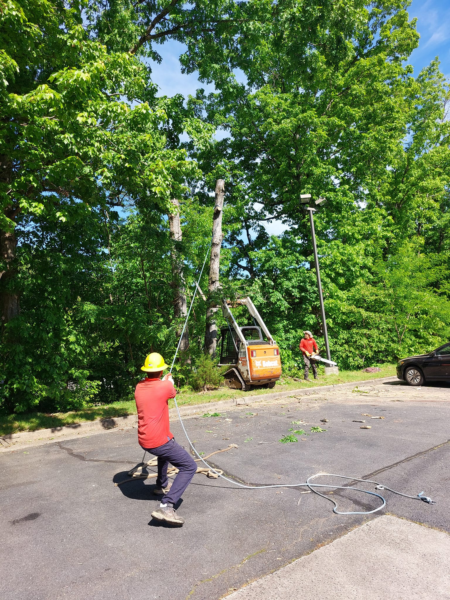 Identifying and Managing Common Tree Diseases Found in Falls Church, VA